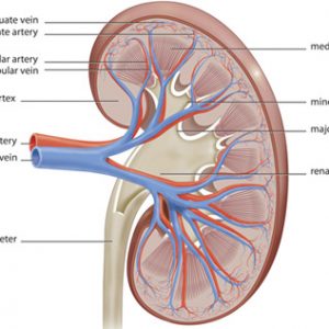 Kidney stone symptoms and early warning signs in men, women, and children