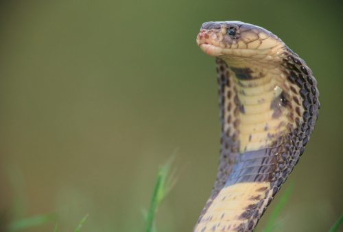 For patients on blood thinners, snake venom could improve surgery