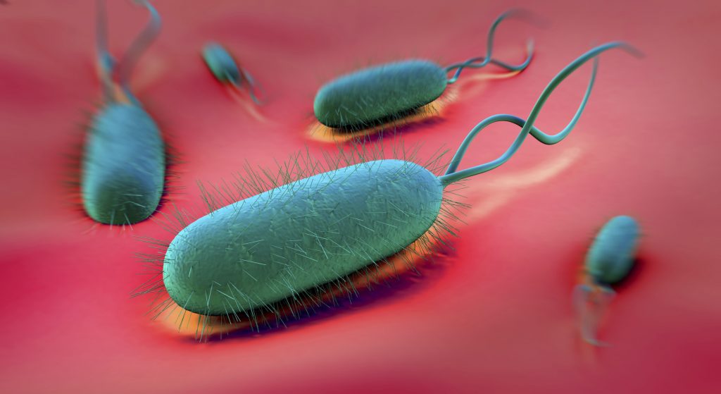 H. pylori bacteria elimination can help reduce risk of stomach ulcers ...