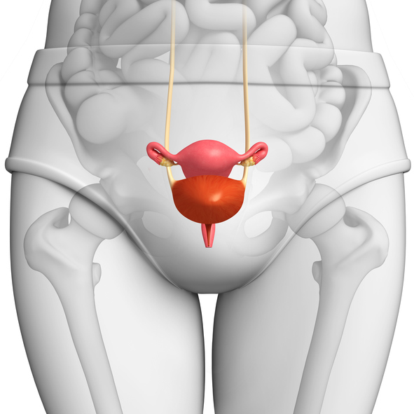 Premium Photo  A cystocele is also known as a bladder prolapse a