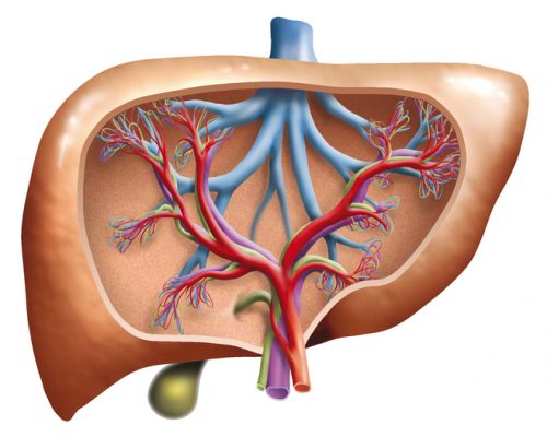 primary-biliary-cirrhosis-causes-symptoms-and-treatment