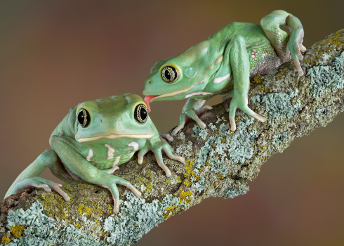 Frog skin may hold the key to a ...