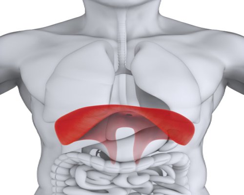 Common Causes Of Diaphragm Pain And Treatment Remedies