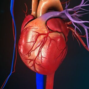 Enlarged heart update: Mild cardiomegaly, left & right atrial ...