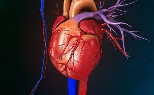 enlarged-heart-update-mild-cardiomegaly-left-right-atrial