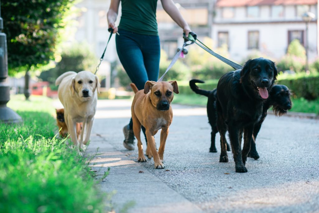 Study: Dog Owners Walk More, Get More Overall Activity Than Those Who ...