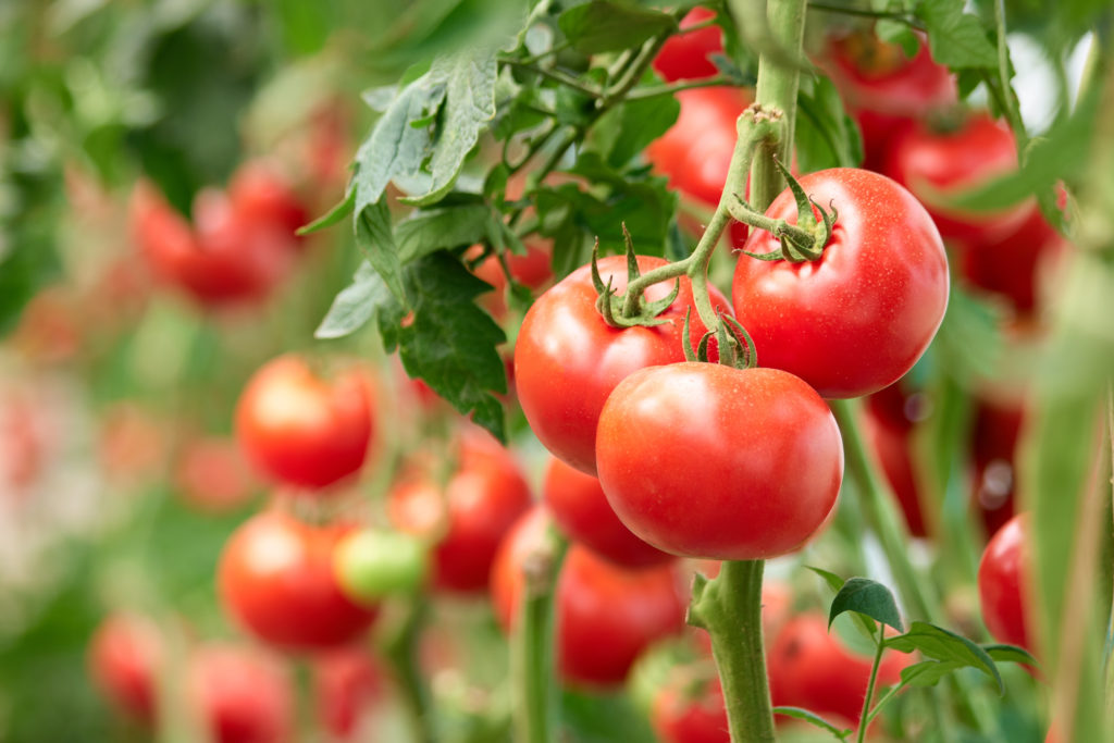 Cooked Tomatoes May Build Prostate Health