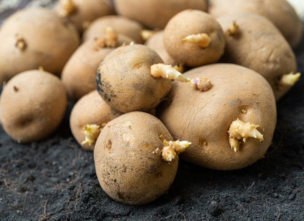 Potatoes Aren't Bad for People with Type 2 Diabetes, Says ...